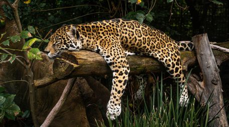 La Semarnat informó que Yucatán será una región clave en las acciones para garantizar la supervivencia del jaguar en el país. EL INFORMADOR/ARCHIVO