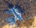 El dragón azul es una babosa marina de reducido tamaño y tonalidad azul intenso. ESPECIAL