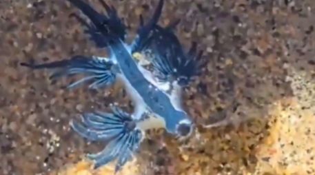 El dragón azul es una babosa marina de reducido tamaño y tonalidad azul intenso. ESPECIAL