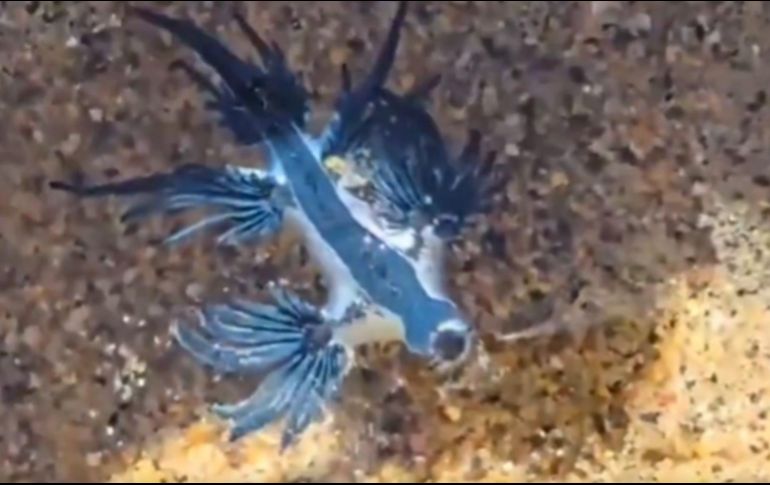 El dragón azul es una babosa marina de reducido tamaño y tonalidad azul intenso. ESPECIAL