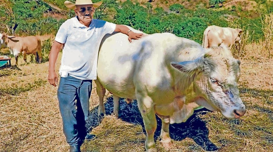 El Senasica reforzará el combate al gusano barrenador. EL INFORMADOR/Archivo