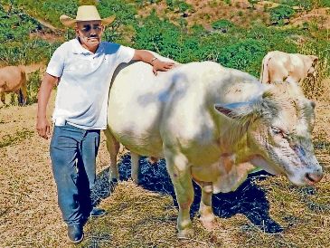 El Senasica reforzará el combate al gusano barrenador. EL INFORMADOR/Archivo