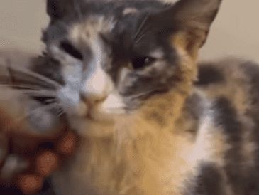 La gatita que estaba atrapada en una alcantarilla en las calles Esteban a la Torre y Jarauta, en la colonia San Juan de Dios. CORTESÍA/ Protección Civil y Bomberos de Guadalajara