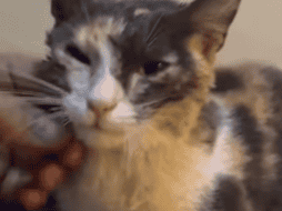 La gatita que estaba atrapada en una alcantarilla en las calles Esteban a la Torre y Jarauta, en la colonia San Juan de Dios. CORTESÍA/ Protección Civil y Bomberos de Guadalajara