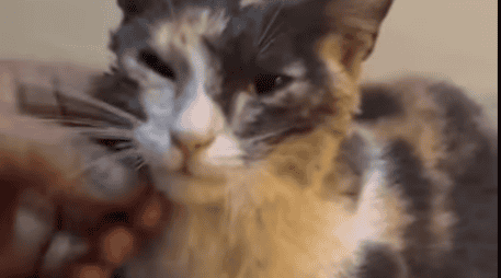 La gatita que estaba atrapada en una alcantarilla en las calles Esteban a la Torre y Jarauta, en la colonia San Juan de Dios. CORTESÍA/ Protección Civil y Bomberos de Guadalajara