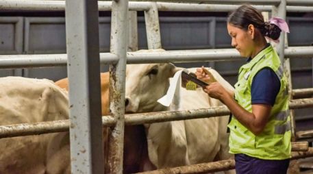 El cuidado sanitario del ganado bovino es clave para prevenir infestaciones y proteger la productividad pecuaria. ESPECIAL