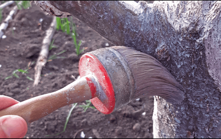 Pintar los árboles con cal es una medida sencilla que contribuye al cuidado y protección del arbolado, ayudando a mantenerlos sanos frente a condiciones climáticas adversas y a la presencia de insectos. CANVA