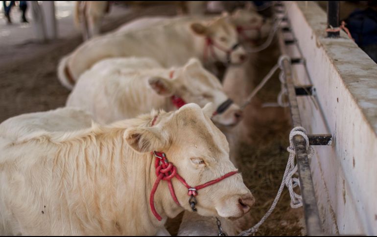 Autoridades sanitarias mantienen vigilancia permanente en corrales certificados para evitar la propagación del parásito. EL INFORMADOR/ARCHIVO