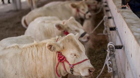 Autoridades sanitarias mantienen vigilancia permanente en corrales certificados para evitar la propagación del parásito. EL INFORMADOR/ARCHIVO