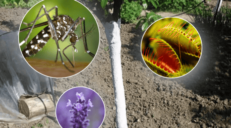 En comparación con insecticidas químicos estas alternativas son más amigables con el medio ambiente y aportan beneficios estéticos y aromáticos. PIXABAY/PRINTEREST/CANVA/ESPECIAL