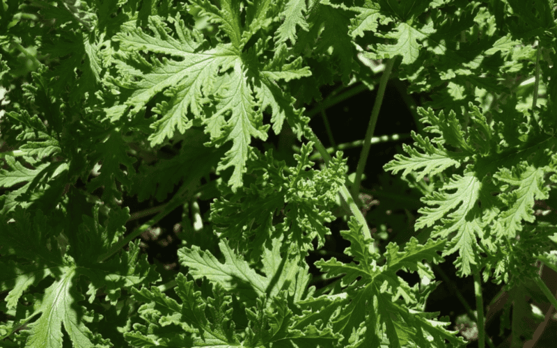 Una planta nativa de Sri Lanka y la costa Malabar y naturalizada en otros lugares como América y África. PIXABAY