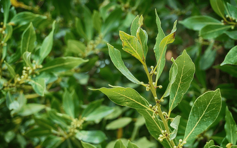 Es una especie de planta perenne de la familia de las lauráceas. PIXABAY