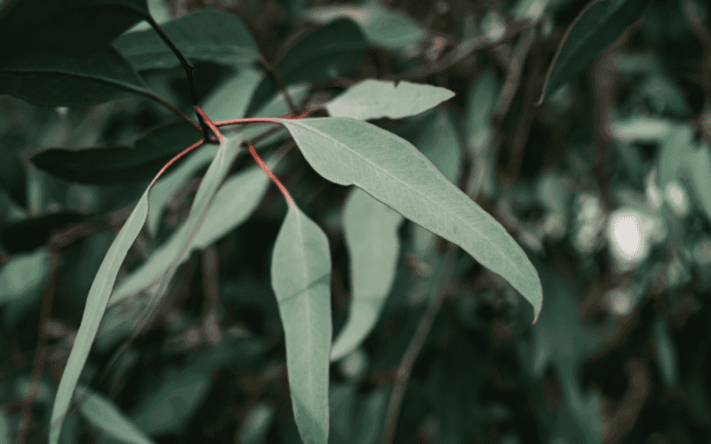 Árbol de rápido crecimiento originario de Australia ampliamente valorado por sus propiedades medicinales y usos industriales. PIXABAY