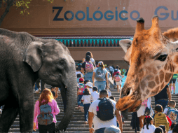 Los paquetes ofrecen una experiencia completa que combina diversión, aprendizaje y aventura. ESPECIAL/ EL INFORMADOR/ ARCHIVO/ Unsplash