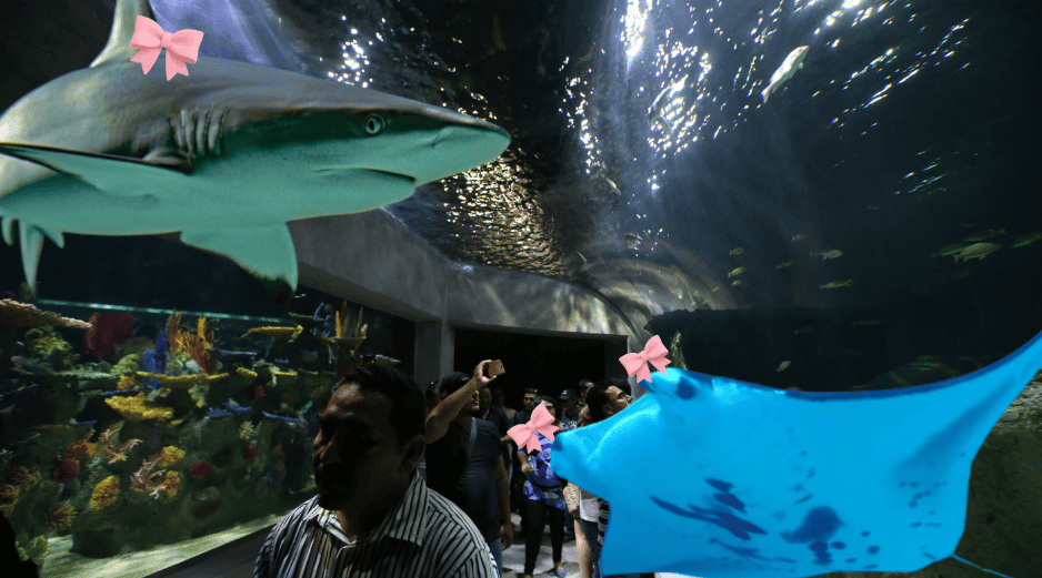 Para quienes buscan salir de lo convencional, el Acuario Michin Guadalajara alista una experiencia nocturna. ESPECIAL/ EL INFORAMADOR/ ARCHIVO