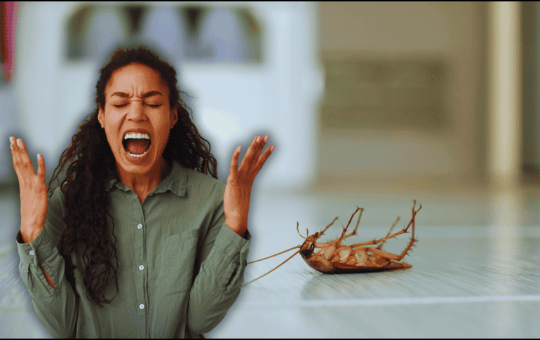 Las cucarachas buscan ambientes cálidos y húmedos, como cocinas y baños, donde pueden encontrar restos de alimentos y agua. ESPECIAL / CANVA