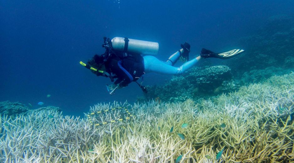 En los últimos 30 años la Tierra ha perdido el 50 % de los corales porque los océanos absorben la mayor parte del calor que se generan al quemar combustibles fósiles. EFE/Smithsonian/D. BURDICK