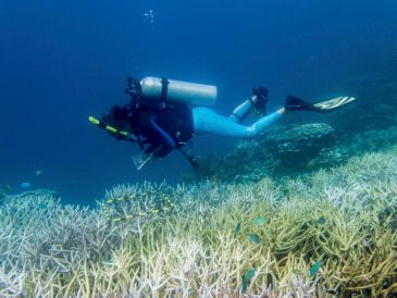 En los últimos 30 años la Tierra ha perdido el 50 % de los corales porque los océanos absorben la mayor parte del calor que se generan al quemar combustibles fósiles. EFE/Smithsonian/D. BURDICK
