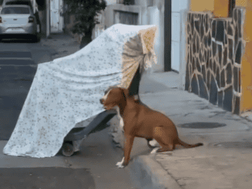 Al lugar llegaron paramédicos quienes confirmaron que el cuerpo de Don Mario no presentaba huellas de violencia, sin embargo, continúa la investigación respecto a su muerte. ESPECIAL