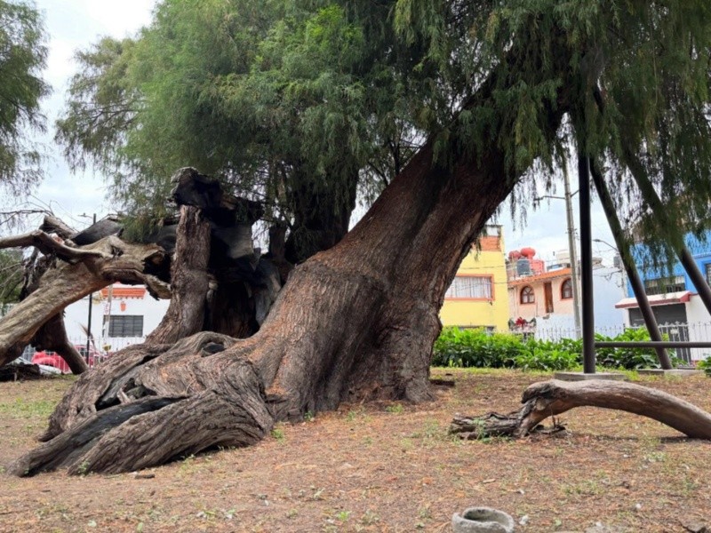 FACEBOOK/Árboles de la Ciudad de México 