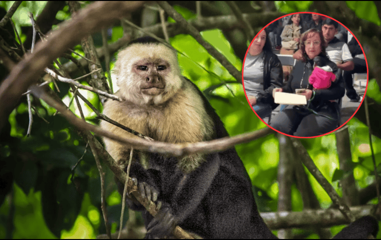 Regidora de Ocotlán es denunciada a la SEMARNAT por llevar un mono araña a evento. UNSPLASH / S. LANIER / ESPECIAL / X / @dk1250