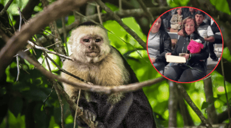 Regidora de Ocotlán es denunciada a la SEMARNAT por llevar un mono araña a evento. UNSPLASH / S. LANIER / ESPECIAL / X / @dk1250