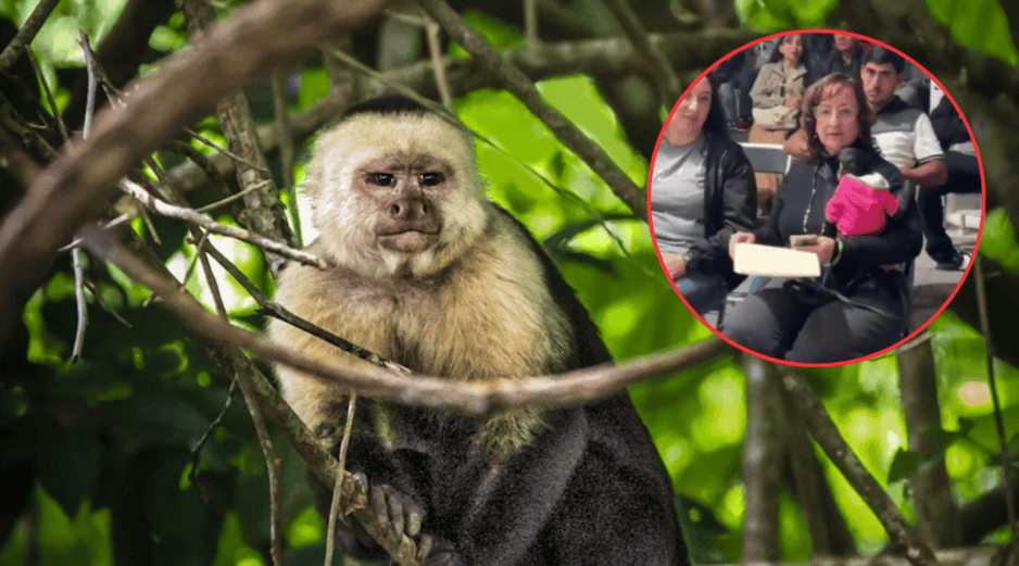 Regidora de Ocotlán es denunciada a la SEMARNAT por llevar un mono araña a evento. UNSPLASH / S. LANIER / ESPECIAL / X / @dk1250