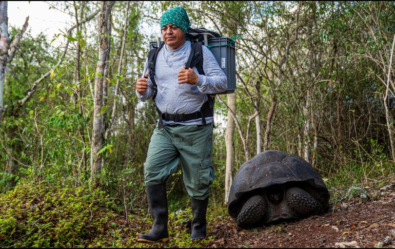 Las autoridades señalaron que cada animal pasó por protocolos de cuarentena y evaluaciones veterinarias para facilitar su monitoreo. EFE/MINISTERIO DE AMBIENTE Y ENERGIA