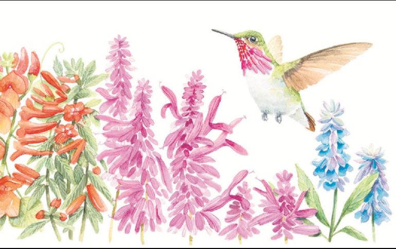 “Los colibríes de los bosques de Sierra Mazati y sus recursos florales” contiene ilustraciones de las especies mencionadas en él. CORTESÍA/Alejandra Lara