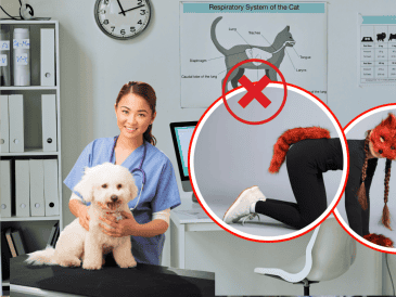 El caso fue relatado por Verónica Veglia, presidenta del Colegio de Veterinarios de San Luis, en declaraciones a la radio LU5.  ESPECIAL/PINTEREST