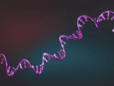 Frente a un mismo virus, algunos anticuerpos aumentan con la edad mientras otros disminuyen. ESPECIAL