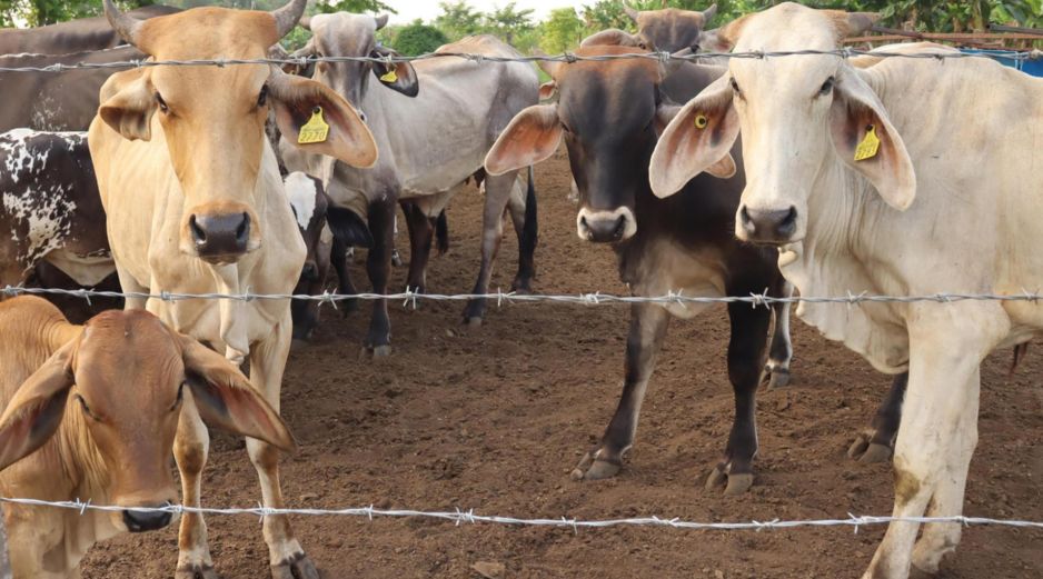 Para evitar la diseminación del GBG por movilización de animales, también se establecieron rutas itinerantes de verificación, puntos de inspección y tratamiento del ganado en tránsito. UNSPLASH.