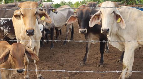 Para evitar la diseminación del GBG por movilización de animales, también se establecieron rutas itinerantes de verificación, puntos de inspección y tratamiento del ganado en tránsito. UNSPLASH.
