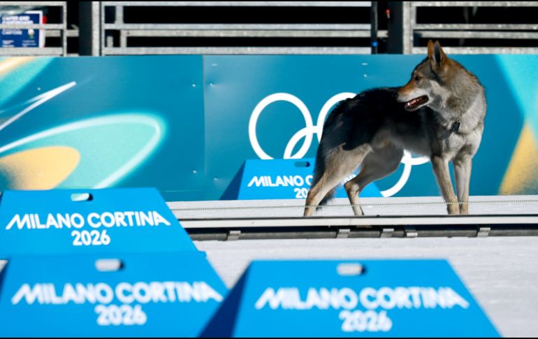 Los organizadores de Milano-Cortina 2026 lograron controlar al animal, que llevaba un collar, para que no pudiera alterar más el desarrollo del evento. EFE / H. Hanschke