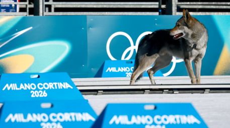 Los organizadores de Milano-Cortina 2026 lograron controlar al animal, que llevaba un collar, para que no pudiera alterar más el desarrollo del evento. EFE / H. Hanschke