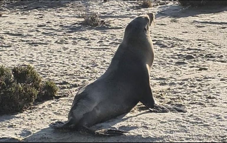 La Secretaría de Marina reiteró su compromiso con la protección del medio ambiente marino y la preservación de las especies que habitan en los mares nacionales. ESPECIAL