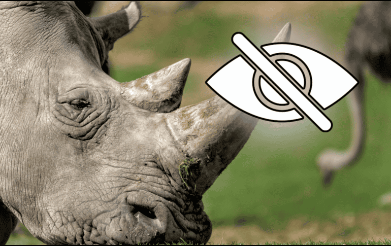 La idea era atraer a Thuza a un espacio reducido con sus alimentos favoritos y luego desensibilizarlo al contacto humano y a que le rociaran agua en la cara. CANVA/ESPECIAL