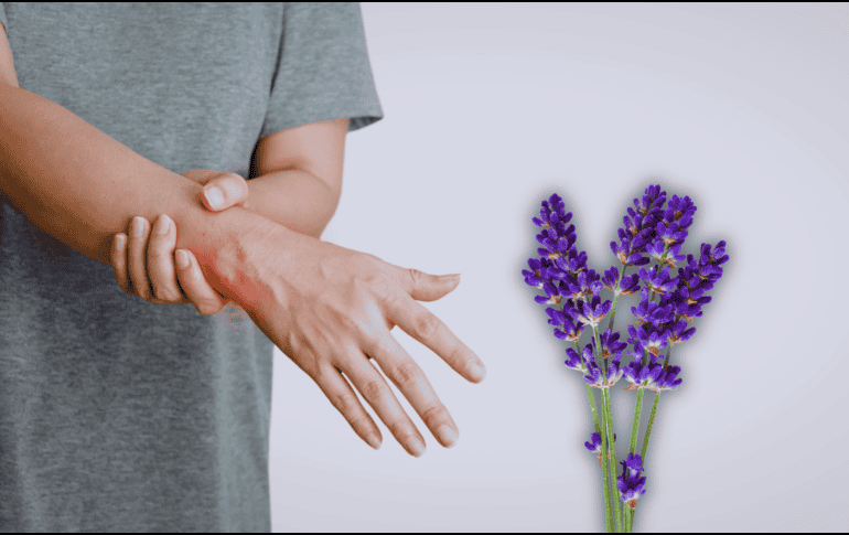 La lavanda es una planta con propiedades medicinales y relajantes. ESPECIAL / CANVA