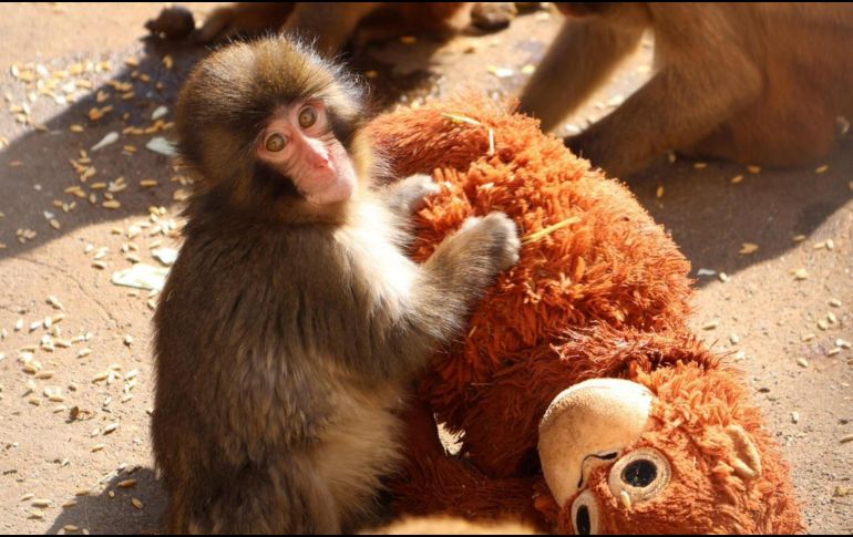 El pequeño fue rechazado por su madre al momento de nacer en julio del año pasado, una situación que ocurre ocasionalmente en esta especie. EFE / ARCHIVO