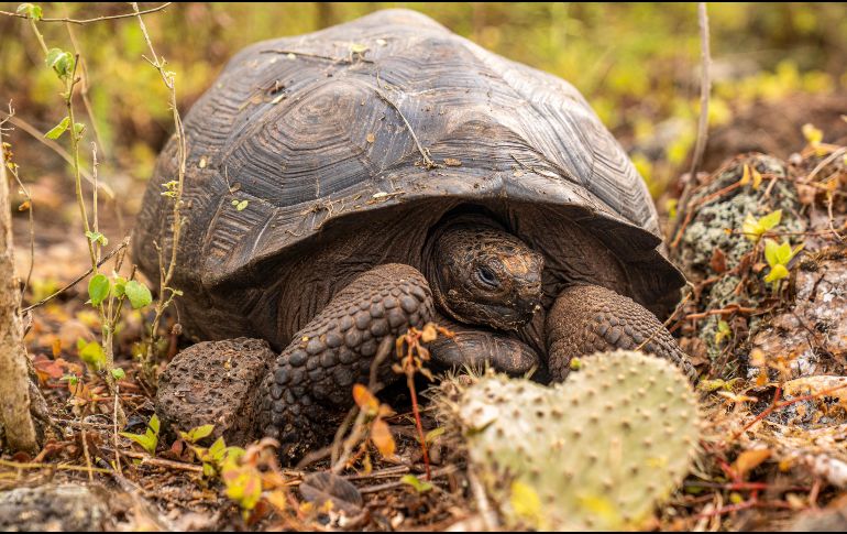 Se tiene conocimiento de al menos quince especies distintas de tortugas gigantes de Galápagos./EFE/Ministerio de Ambiente y Energía