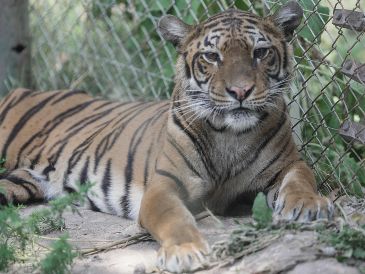 La reubicación de los primeros animales se produce tras una evaluación veterinaria realizada en noviembre pasado. EFE/Four Paws
