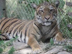 La reubicación de los primeros animales se produce tras una evaluación veterinaria realizada en noviembre pasado. EFE/Four Paws