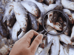 Profeco busca que las personas realicen un consumo saludable y seguro de productos del mar, por eso otorgó algunos consejos. SUN / ARCHIVO