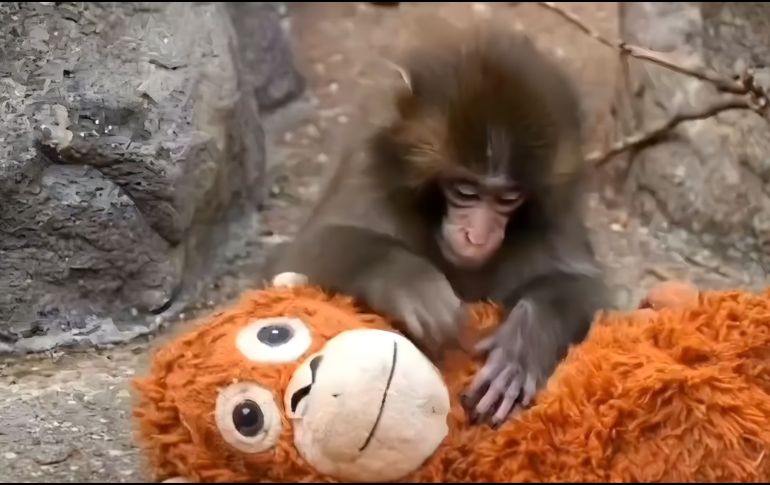 Punch, el bebé macaco japonés que no se separa de su peluche de orangután, se ha convertido en fenómeno global. ESPECIAL.