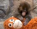 Punch, el bebé macaco japonés que no se separa de su peluche de orangután, se ha convertido en fenómeno global. ESPECIAL.