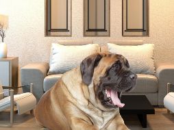 Según un estudio de la Escuela Politécnica Federal de Lausana, los perros grandes emiten entre dos y cuatro veces más microorganismos que los humanos en la misma habitación. ESPECIAL / CANVA