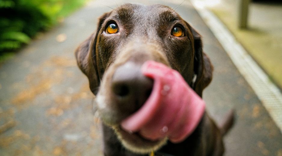 Mantener horarios definidos para alimentar a tu perro se convierte en una herramienta fundamental para promover equilibrio y la salud digestiva. UNSPLASH / J. BARKER