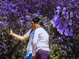 Jacarandas en Guadalajara: El árbol que limpia el aire tapatío