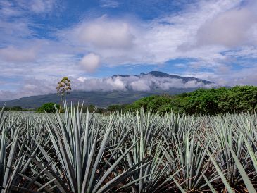 El éxito del programa también se refleja en la participación de mil 535 productores tradicionales registrados. ESPECIAL