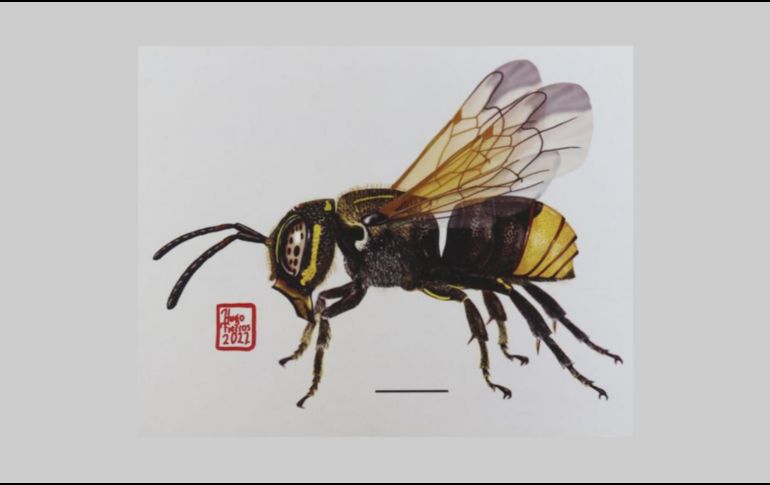 México alberga cerca de dos mil especies de abejas nativas, 300 de ellas en Jalisco. UDEG